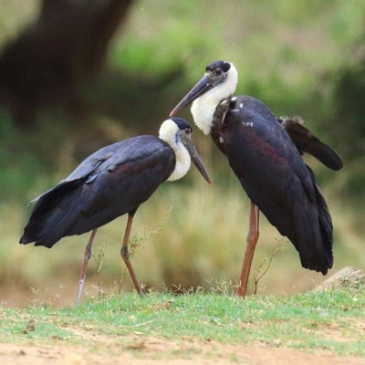 Woolly Necked Stork